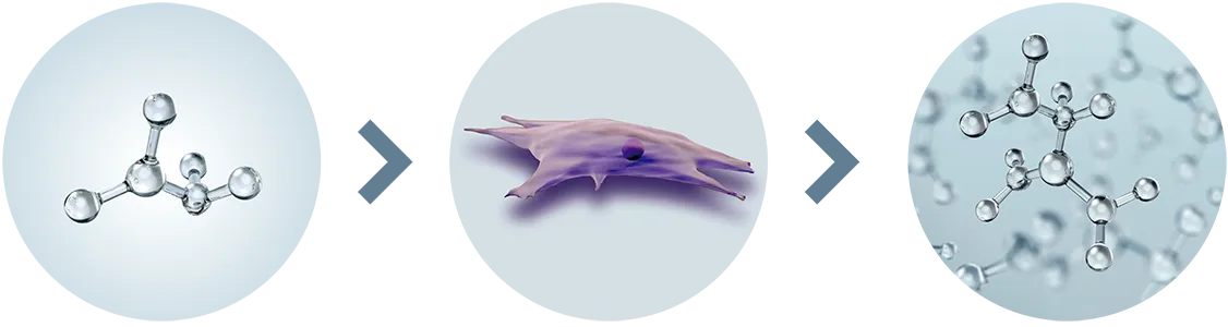 Neocolagenesis
